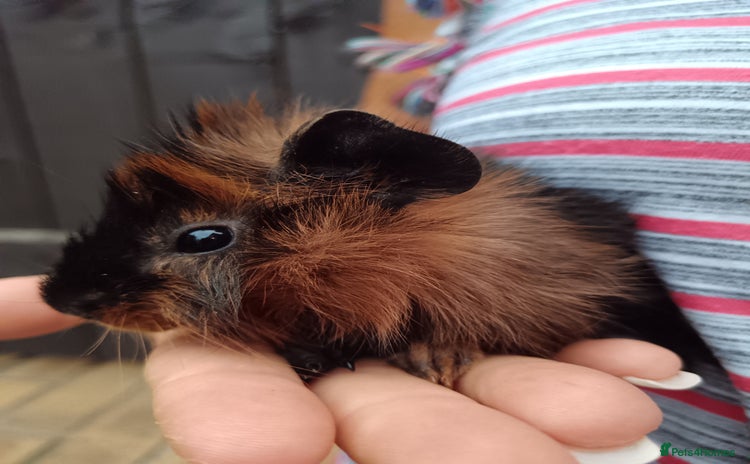 Guinea Pig rodents - Advert 5