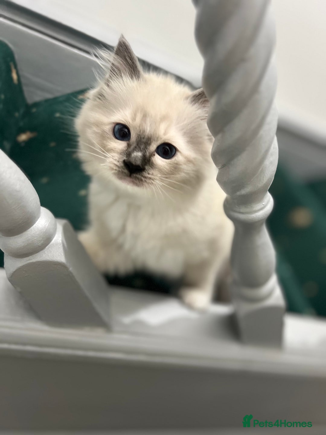 Ragdoll cats for sale: Meet Special joy - Image 6