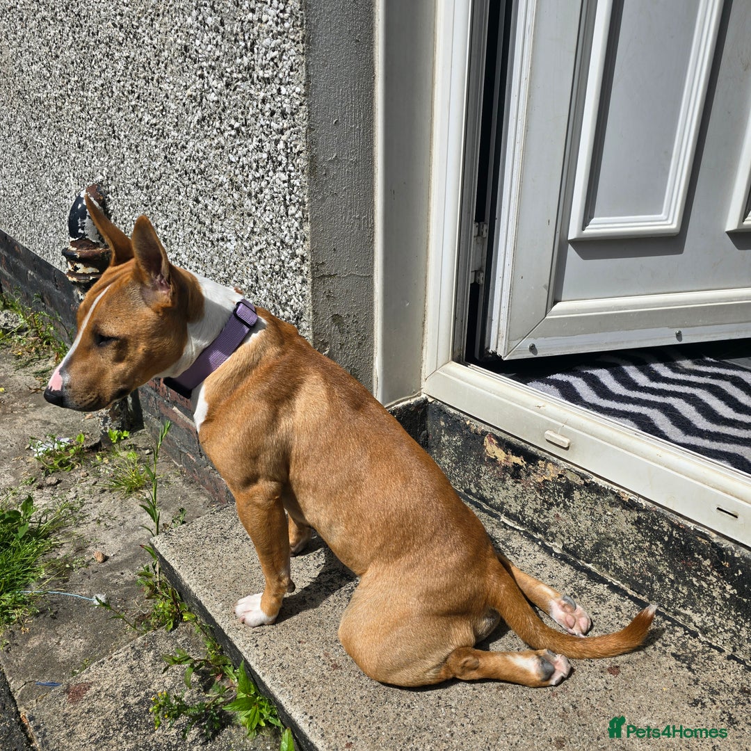 Mixed Breed dogs for sale: Dog for sale - Image 7