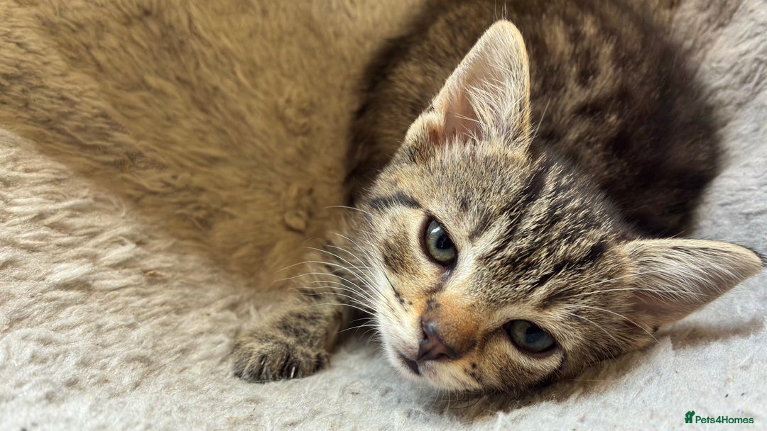 Domestic Shorthair cats for sale: Kittens 4 sale - Image 7