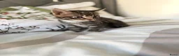 Mixed Breed cats for sale: 4 striped kittens - Advert 4
