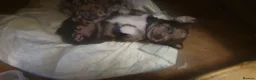 Chihuahua dogs for sale: Stunning chihuahuas  - Advert 6