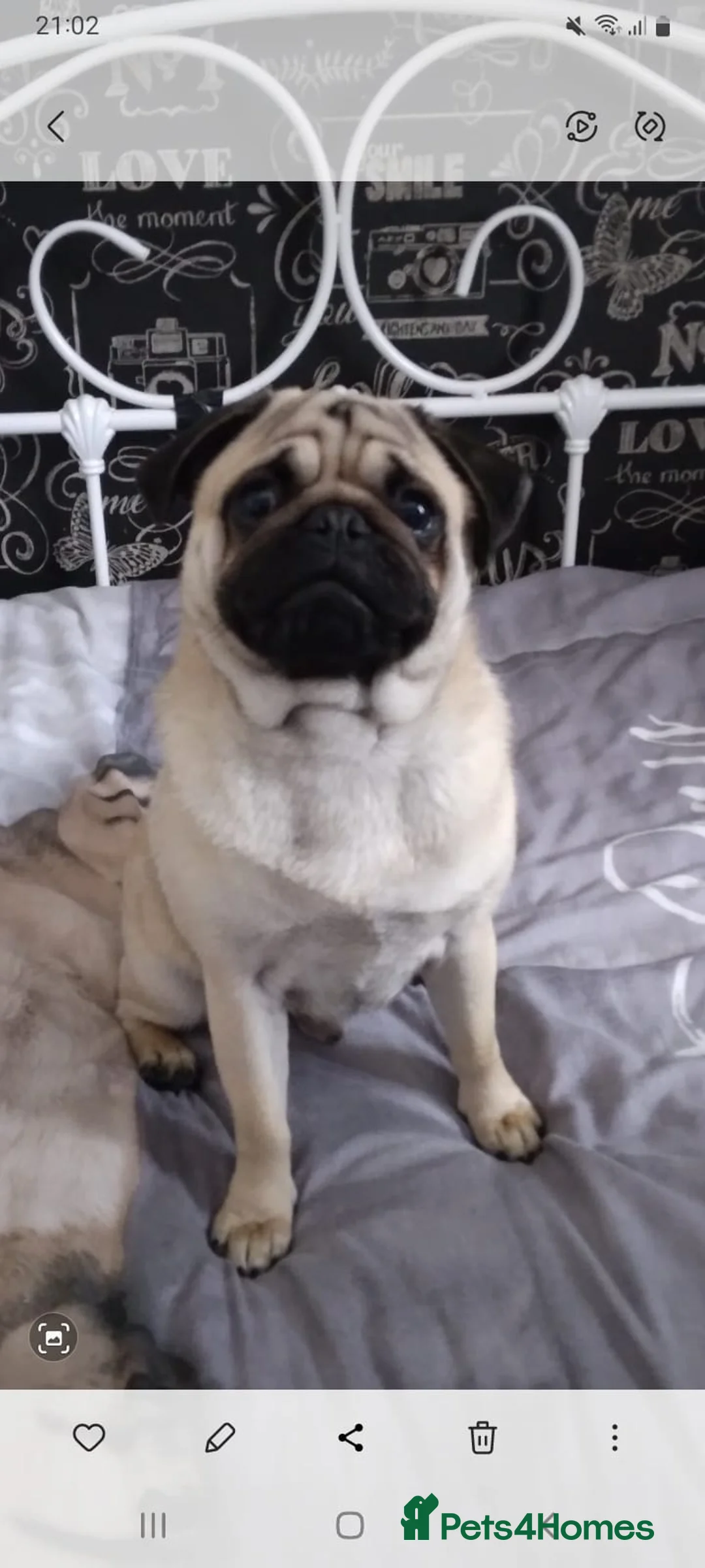 Pug dogs for stud:  Kc reg Stud dog in Waltham Cross - Advert 12