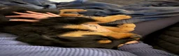 Rottweiler dogs for sale: 3 gorgeous Rottweiler pups  - Advert 6