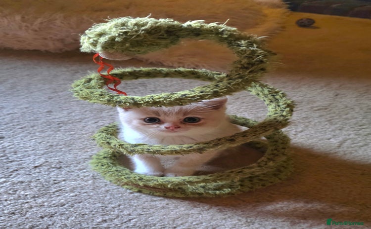 British Shorthair cats - Advert 9