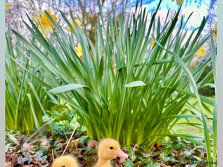 Ducks poultry - Advert 17