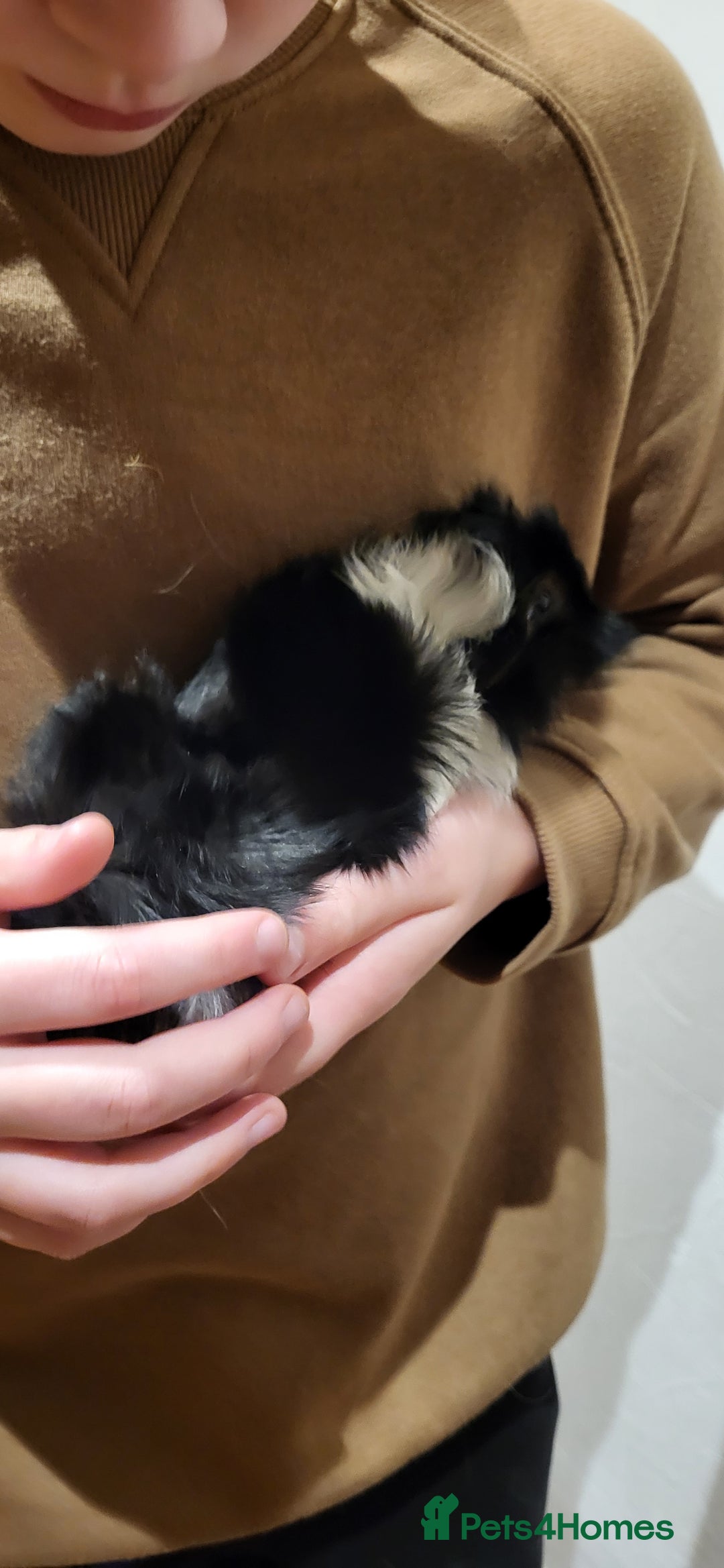 Guinea Pig rodents for sale: Female Guinea Pig - Image 4