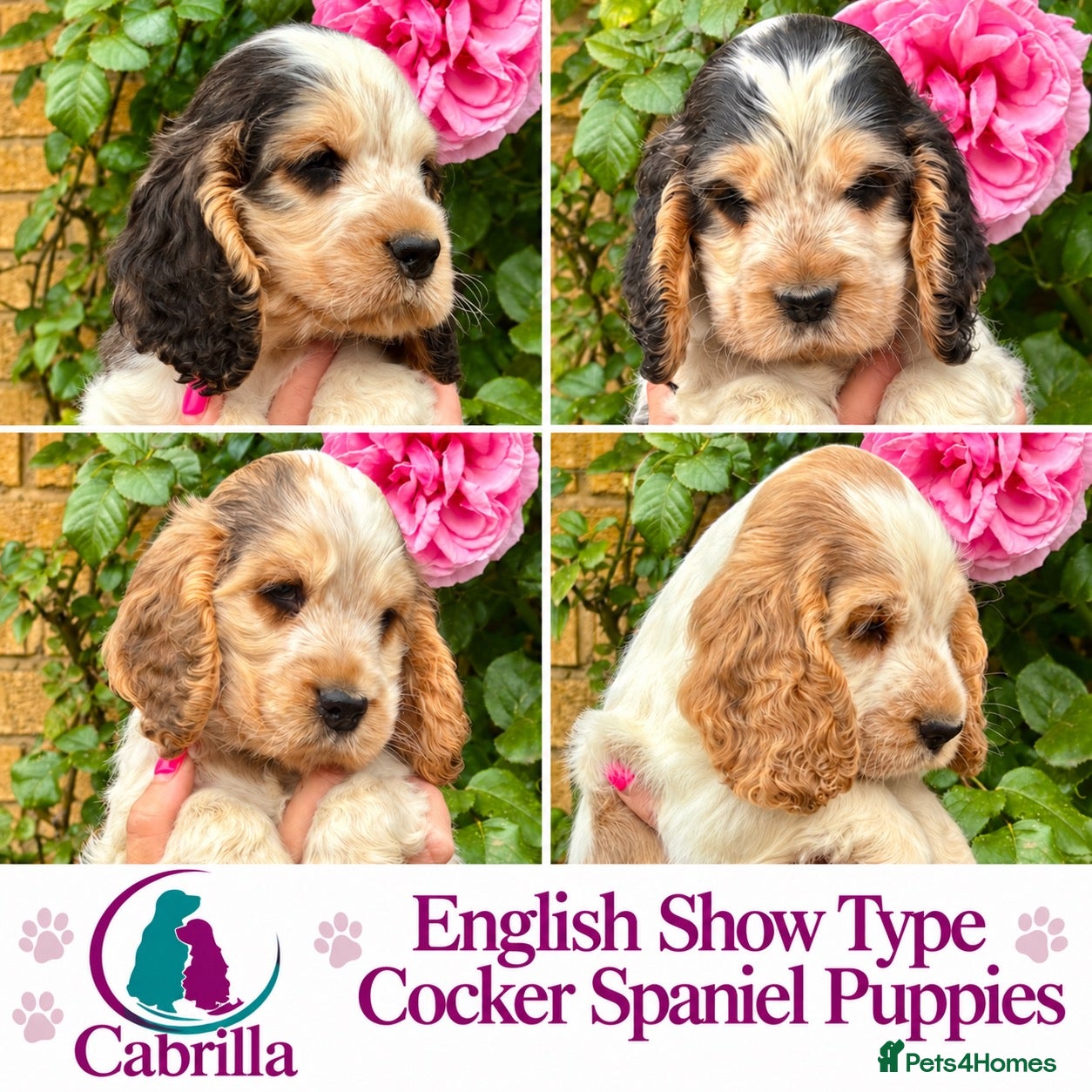 Cocker Spaniel dogs for sale: Champion Bloodlines Show Type Cocker Spaniels - Advert 1