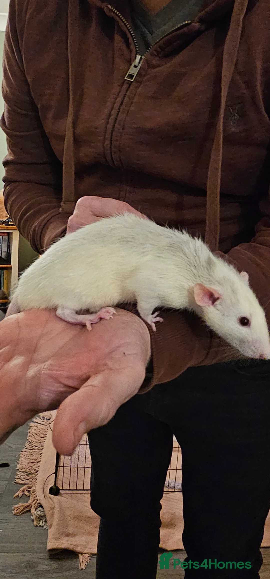 Rat rodents for sale: 3 male rats for re-homing - Advert 6