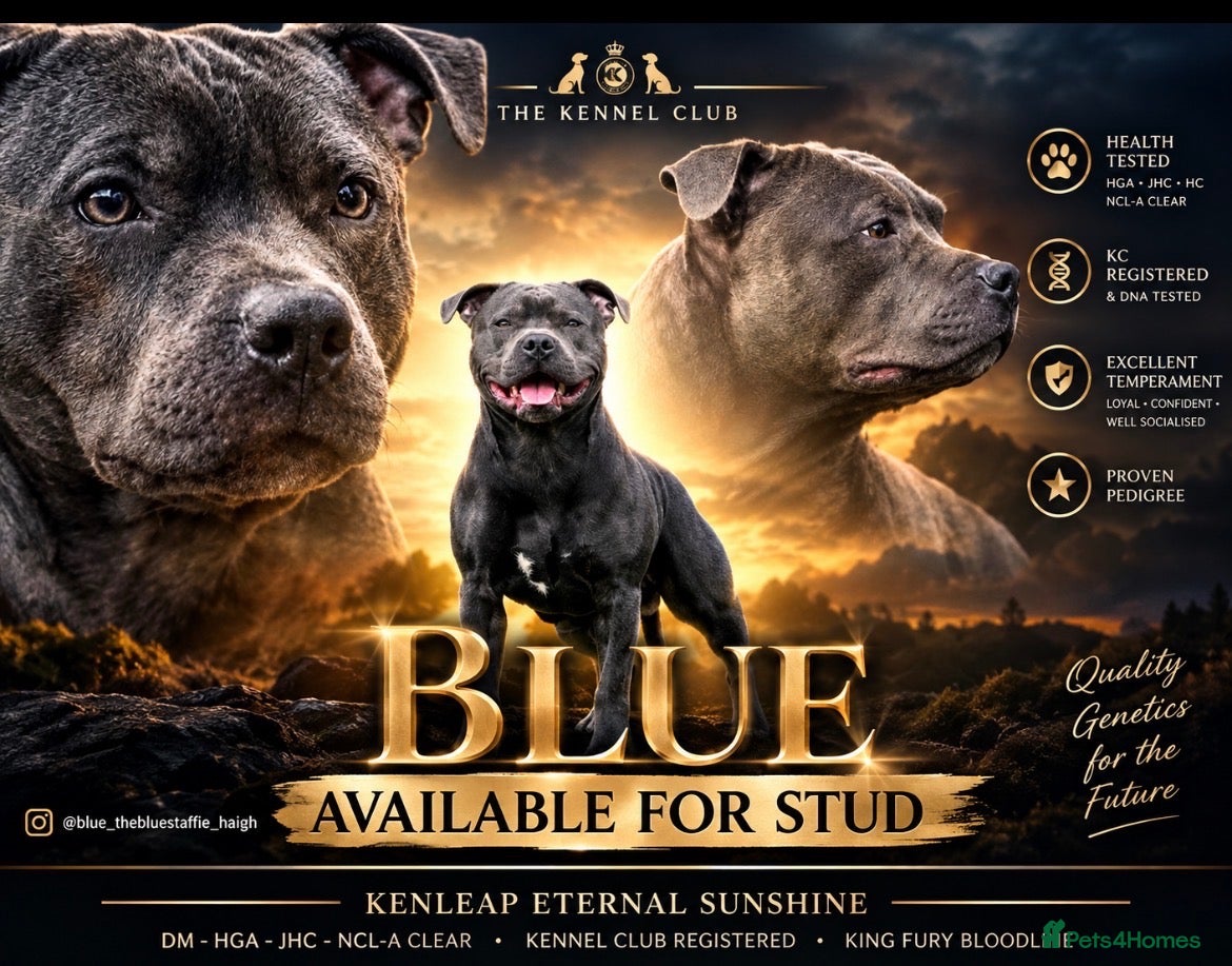 Staffordshire Bull Terrier dogs KC Registered Blue Staff Stud - Advert 9