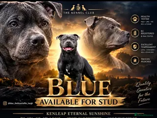 Staffordshire Bull Terrier dogs KC Registered Blue Staff Stud - Advert 2