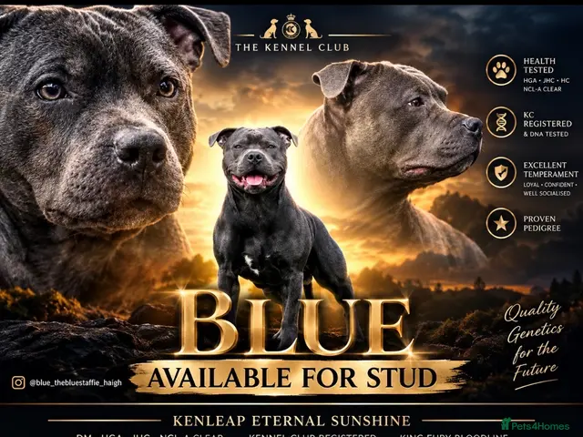 Staffordshire Bull Terrier dogs for stud: KC Registered Blue Staff Stud - Advert 3
