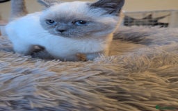 British Shorthair cats for sale: Rare British shorthairs - Image 5