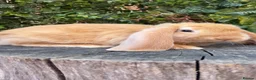French Lop rabbits for sale: French Lop babies  - Advert 5