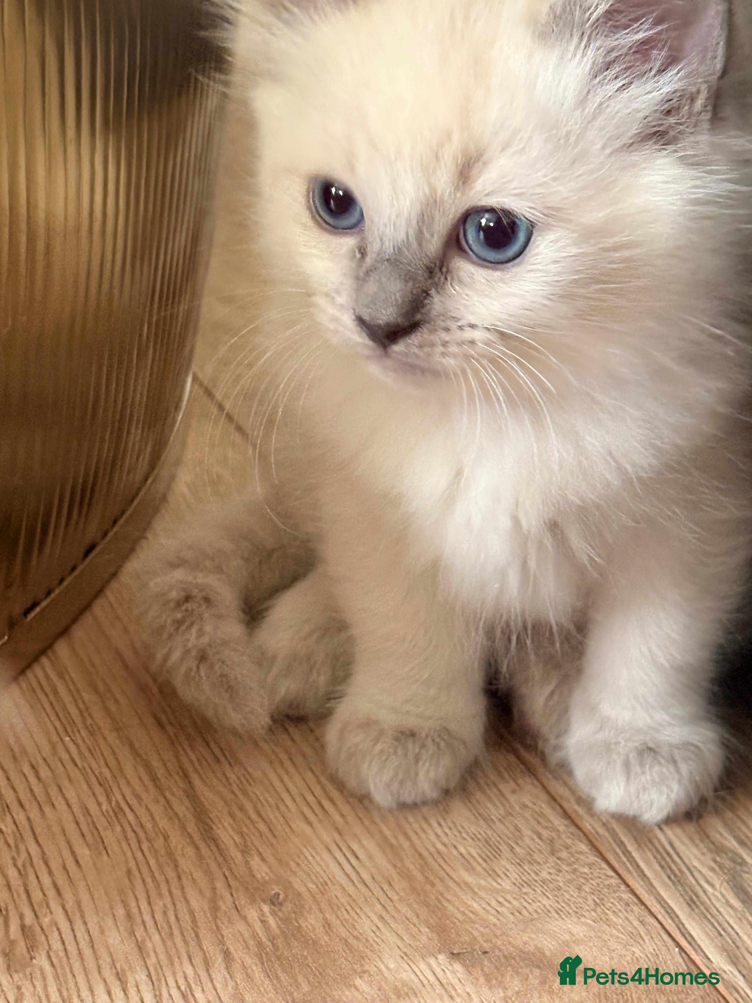 Ragdoll cats Beautiful Purebred Pedigree Blue Ragdoll Kittens - Advert 15
