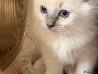 Ragdoll cats Beautiful Purebred Pedigree Blue Ragdoll Kittens - Advert 15