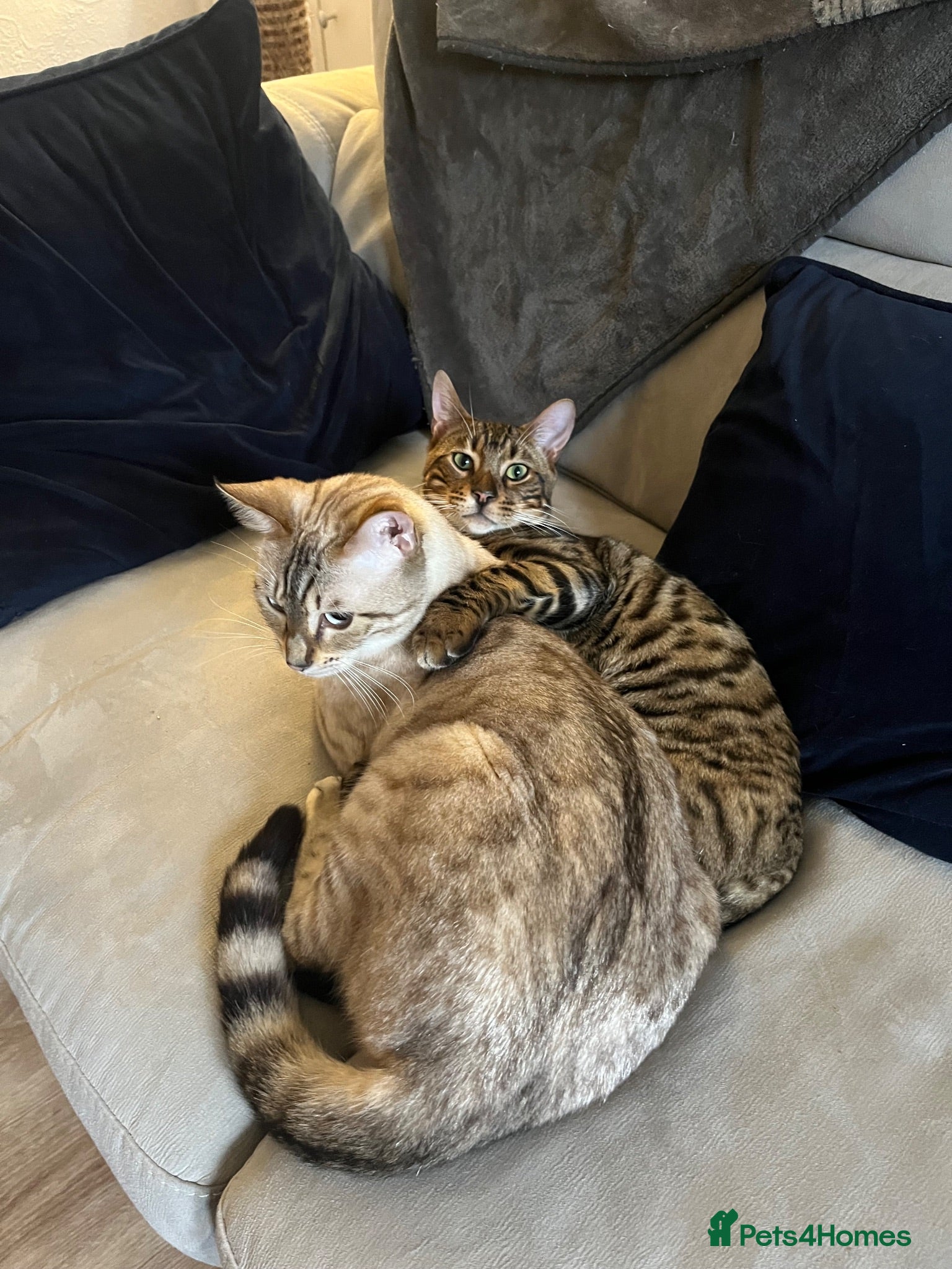 Bengal cats Rocky and Ruby - Advert 2