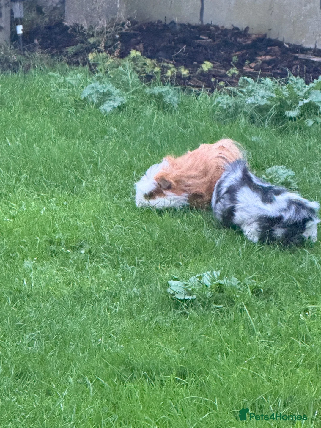 Guinea Pig rodents for sale: Two male guinea pigs  in Leeds - Advert 1