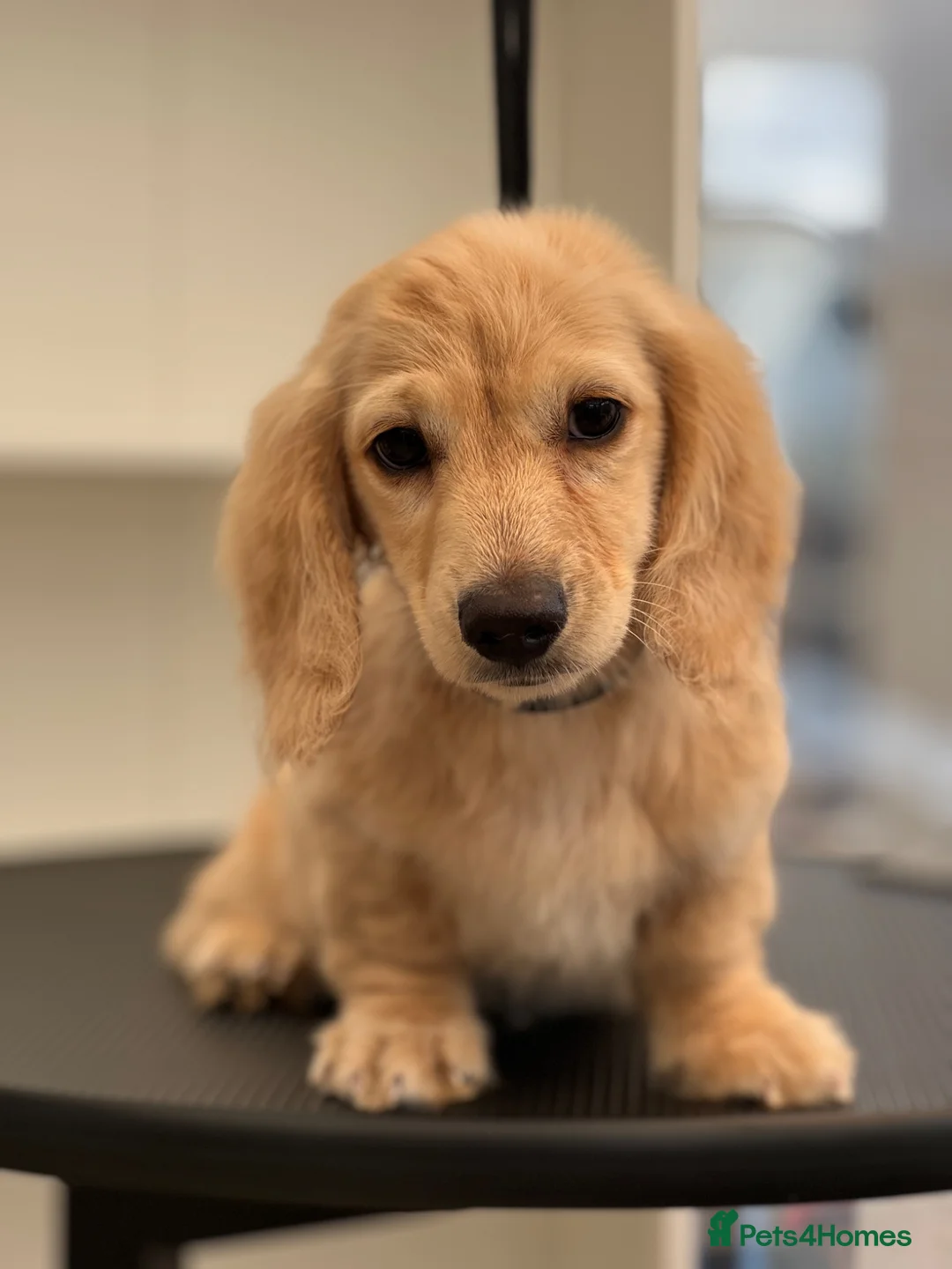 Miniature Dachshund dogs for sale: Miniature Long-Haired cream Dachshund Puppies  - Advert 2