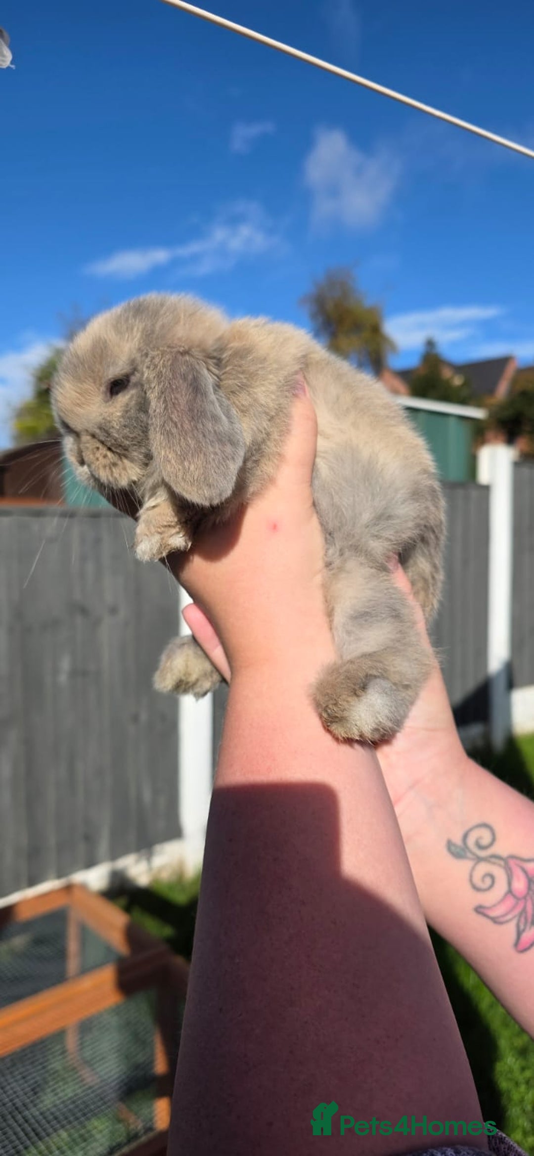 Mini Lop rabbits for sale: Two Mini Lop Bucks for Sale - Image 7