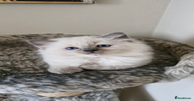 Ragdoll cats - Advert 6