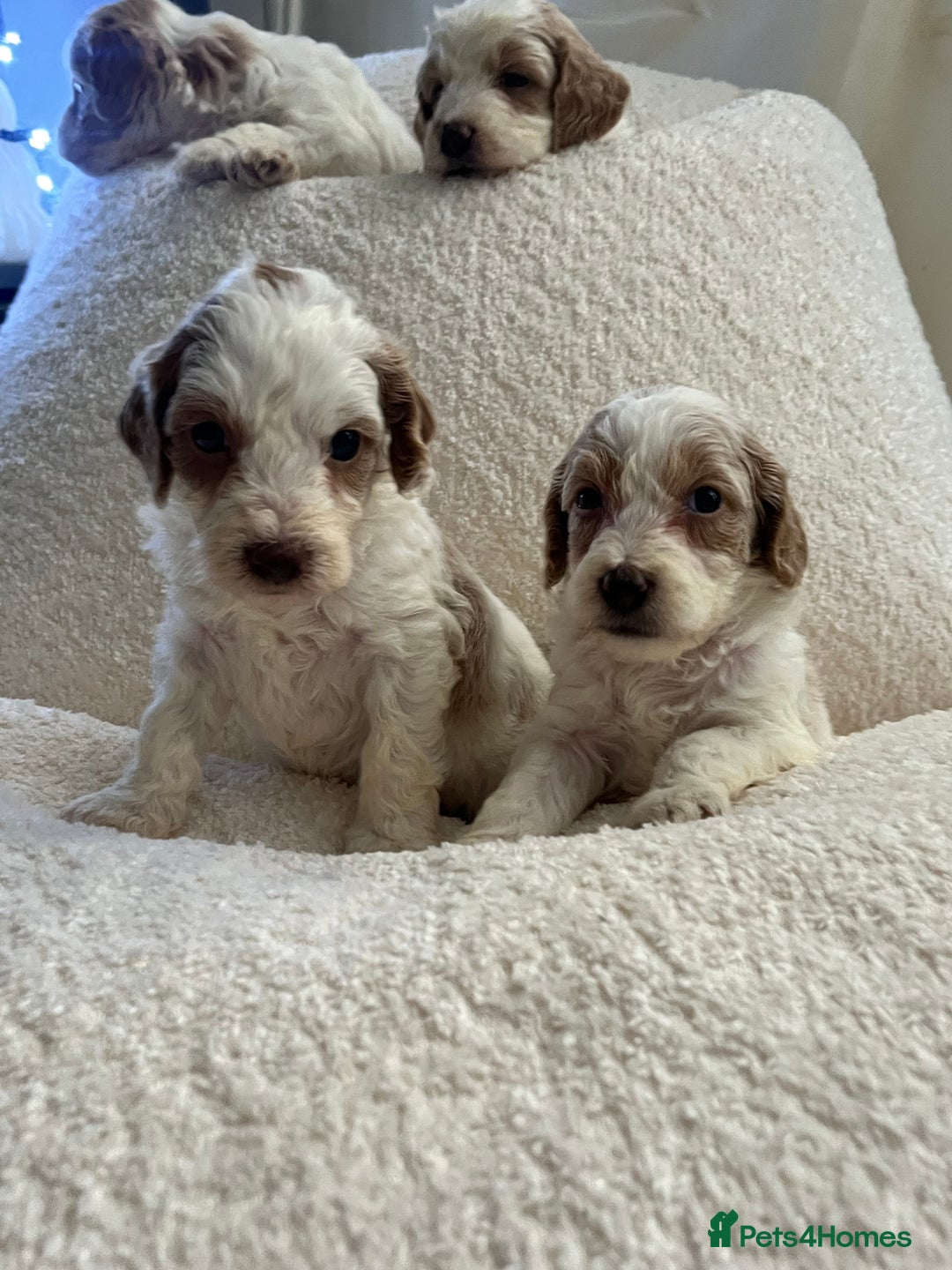 Australian Labradoodle dogs for sale: Absolutely Stunning Australian Labradoodle Puppies - Advert 2