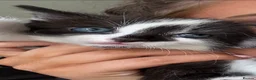 Mixed Breed cats for sale: Stunning black and white girl kitten - Advert 4