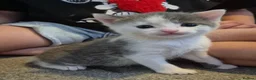Mixed Breed cats for sale: 3 beautiful babies left from a litter of 6 - Advert 5