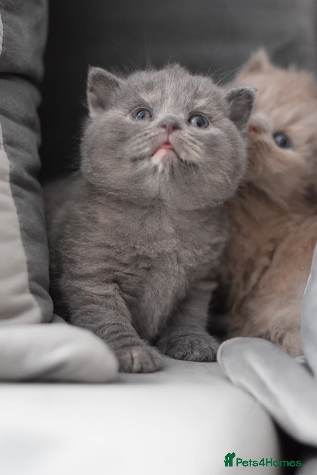 British Shorthair cats for stud: Amazing blue BSH in Corby - Advert 8