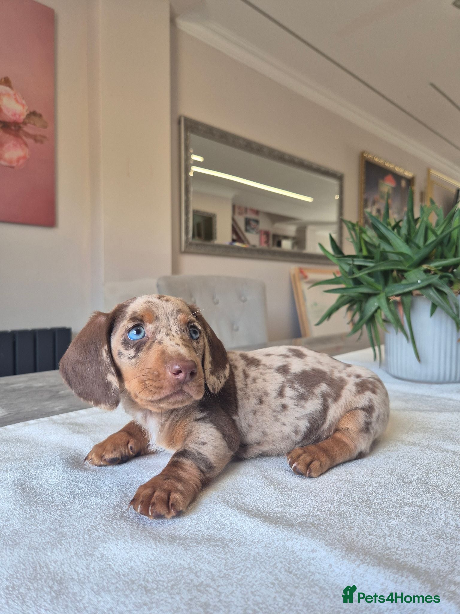 Miniature Dachshund dogs Beautiful Miniature Dachshund Puppies!💙💙♥️♥️♥️ - Advert 4