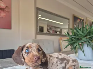 Miniature Dachshund dogs Beautiful Miniature Dachshund Puppies!💙💙♥️♥️♥️ - Advert 4