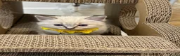 Ragdoll cats for sale: Stunning Fluffy Pure Pedigree Ragdoll Kittens - Advert 16