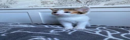Mixed Breed cats for sale: 8 gorgeous kittens available!  - Advert 8