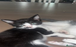 Mixed Breed cats for sale: Adorable mixed kittens - £20-50  - Image 17