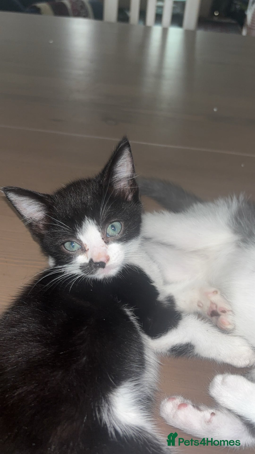 Mixed Breed cats for sale: Adorable mixed kittens - £20-50  - Image 17