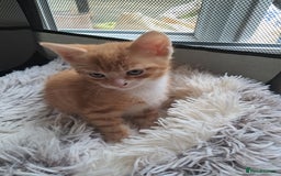 Mixed Breed cats for sale:  🐾 Adorable Kittens Looking for Loving Homes 🏡 - Image 7