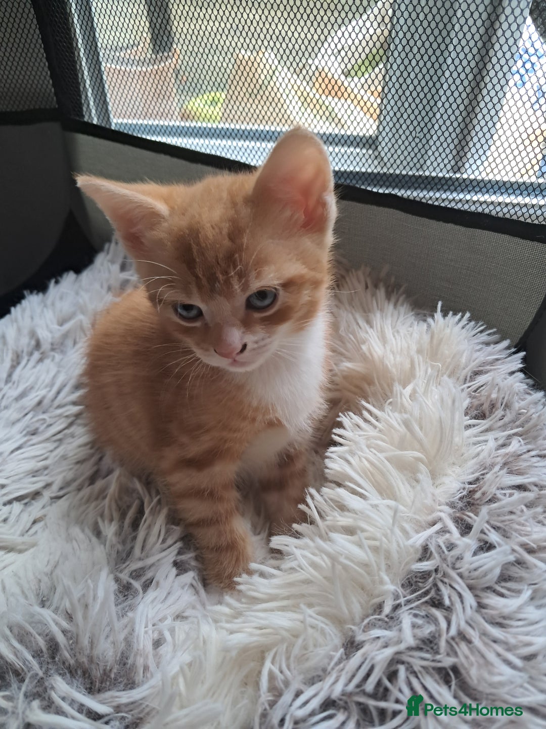 Mixed Breed cats for sale:  🐾 Adorable Kittens Looking for Loving Homes 🏡 - Image 7