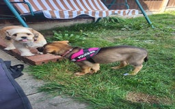 Mixed Breed dogs for sale: Puppy for rehome - Image 3