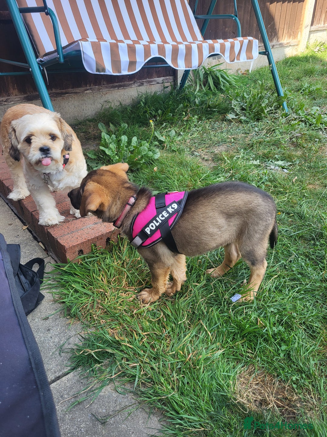 Mixed Breed dogs for sale: Puppy for rehome - Image 3