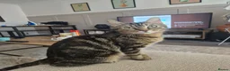 Domestic Shorthair cats for sale: Ready to go  - Advert 11