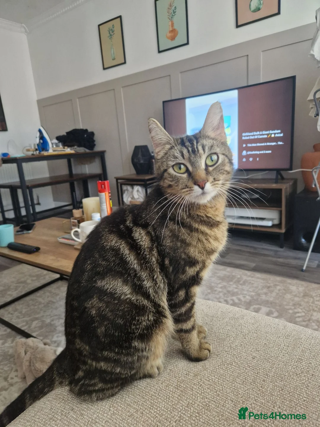 Domestic Shorthair cats for sale: Ready to go  - Advert 11