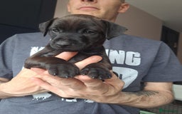 Patterdale Terrier dogs for sale: Patterdale pups - Image 5