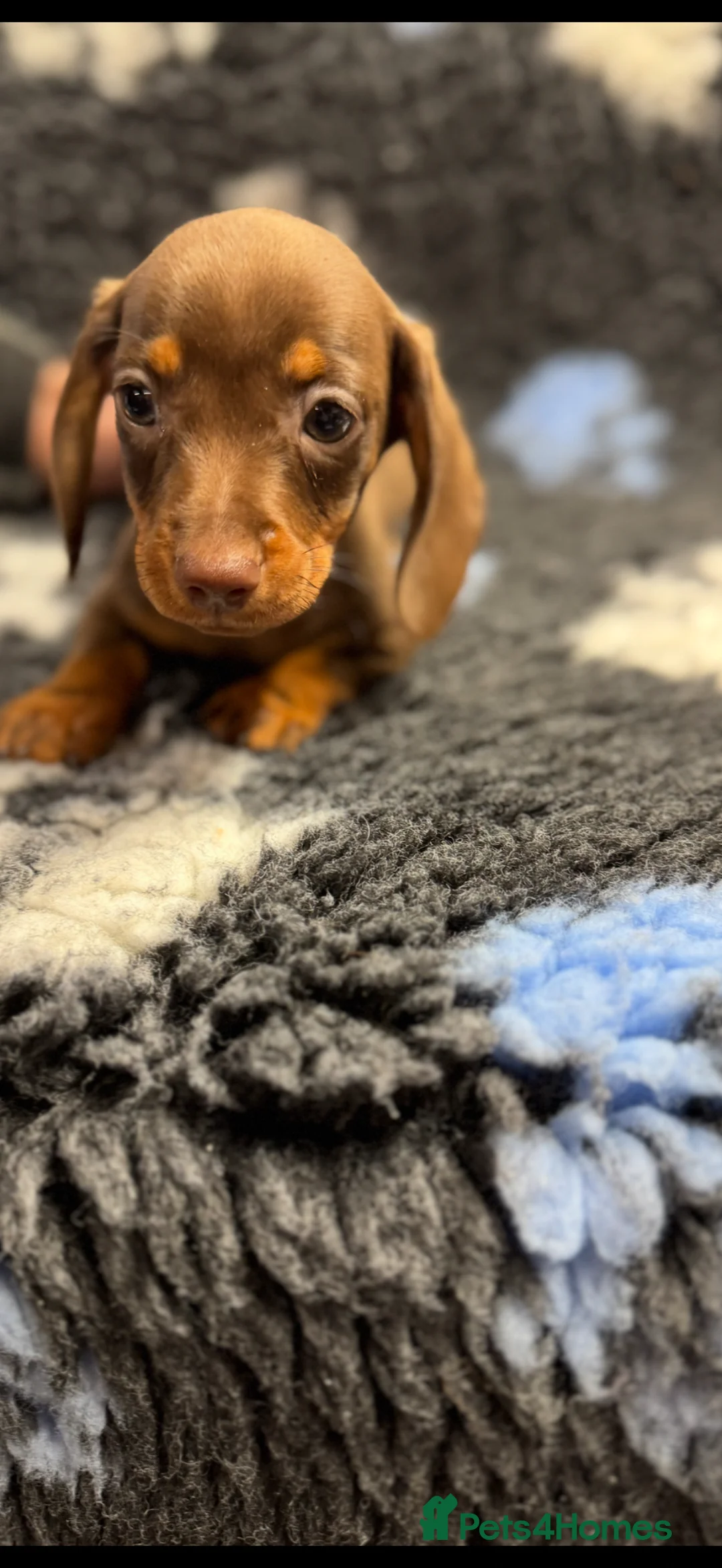 Miniature Dachshund dogs for sale: Miniature dachshund puppies - Advert 1