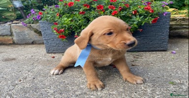 Labrador Retriever dogs - Advert 2