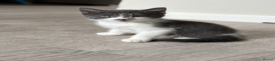 Mixed Breed Kitten 1