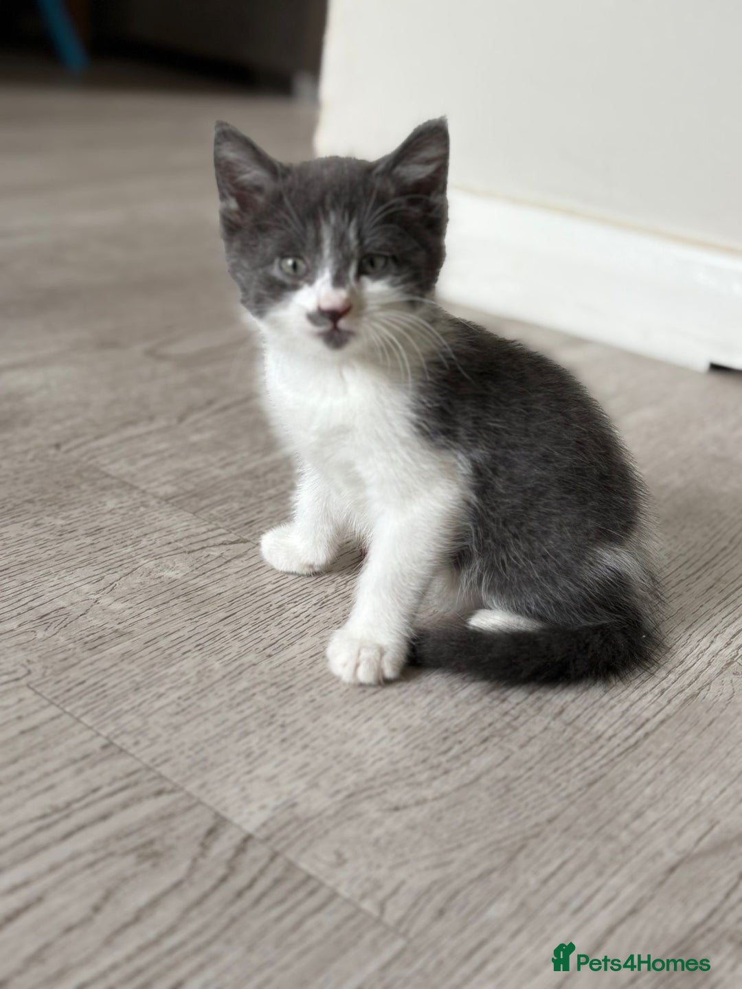 Mixed Breed cats for sale: Stunning mixed breed kittens  - Image 5
