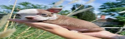 Boston Terrier dogs for sale: 7 KC registered Boston terrier pups  - Advert 3