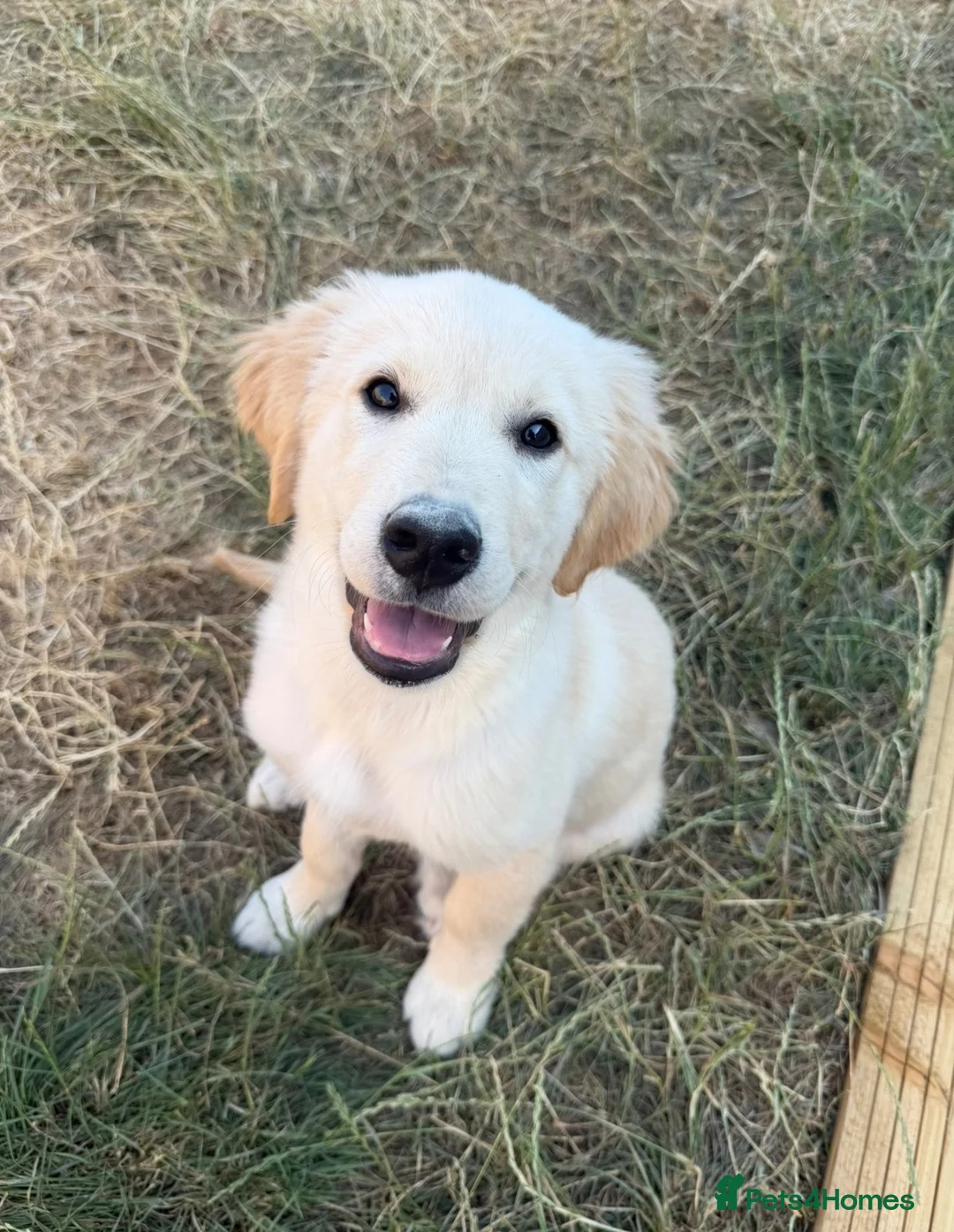 Goldador dogs for sale: Archie - goldador  in Flint - Advert 1