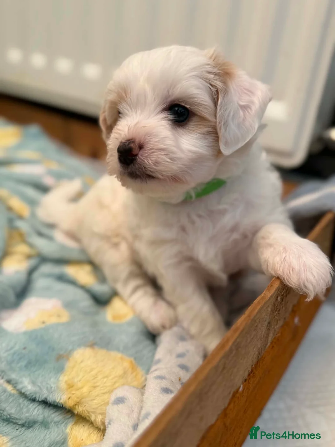 Bichon Frise dogs for sale: Beautiful Bichon Frise Boys Ready from 8th August in Northampton - Advert 2