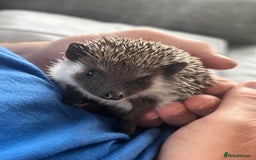 Pygmy Hedgehog rodents for sale: Pygmy hedgehog potential breeding trio  - Image 5